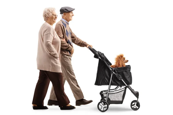 Casal Idosos Caminhando Com Carrinho Cachorro Com Poodle Vermelho Isolado — Fotografia de Stock