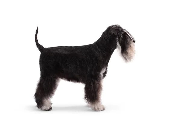 Profilo Mini Schnauzer Bianco Nero Isolato Sfondo Bianco — Foto Stock