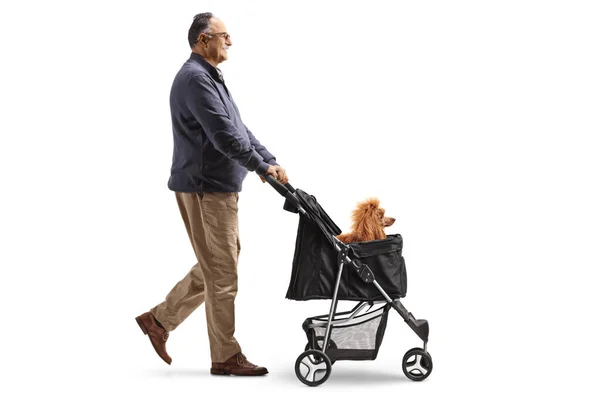 Profil Bild Mogen Man Promenader Med Pudel Hund Vagn Isolerad — Stockfoto