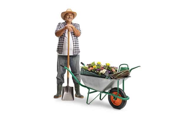全长肖像一个成熟的农民与铲子和一手推车植物分离的白色背景 — 图库照片