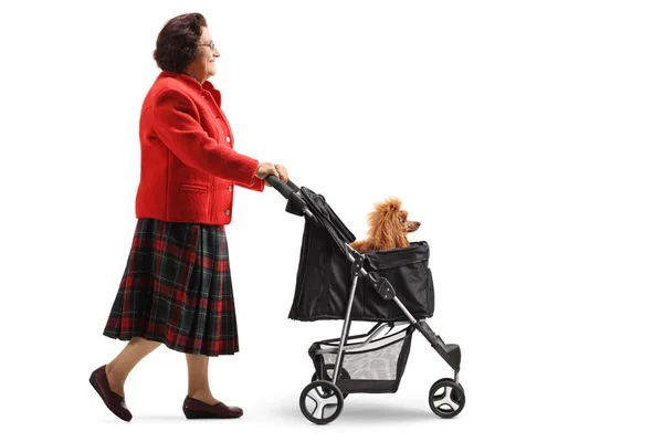 在白色背景的婴儿车上 一位祖母和一只被宠坏的狮子狗一起散步 照片全长 — 图库照片