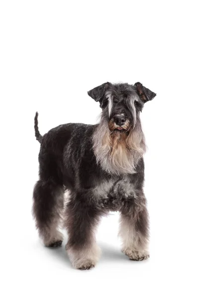 Studio Girato Mini Schnauzer Bianco Nero Isolato Sfondo Bianco — Foto Stock