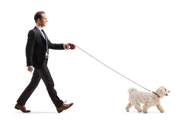 Full Length Profile Shot Businessman Walking Maltese Poodle Dog Απομονωμένο — Φωτογραφία Αρχείου