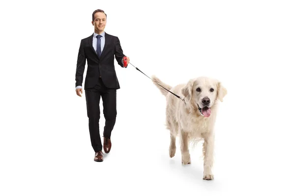 Full Length Portrait Businessman Walking White Retriever Dog Lead Isolated — Stok fotoğraf