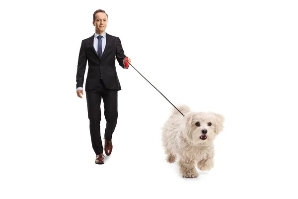 Full Length Portrait Businessman Walking Maltese Poodle Lead Isolated White — Fotografia de Stock