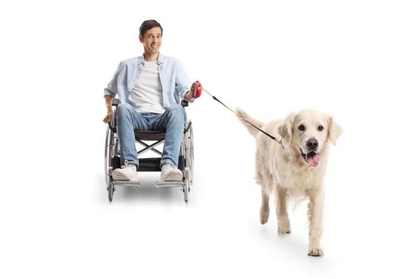 Молодий Чоловік Інвалідному Візку Собакою Ретривером Ізольований Білому Тлі — стокове фото
