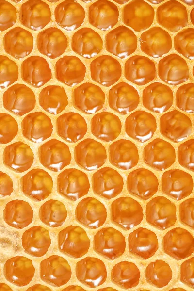 Closeup section of a honeycomb wax with golden honey