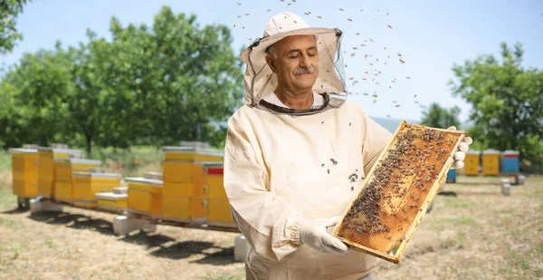 熟女男蜂キーパーで制服を保持していますミツバチフレームとともに蜂とともにApiary — ストック写真