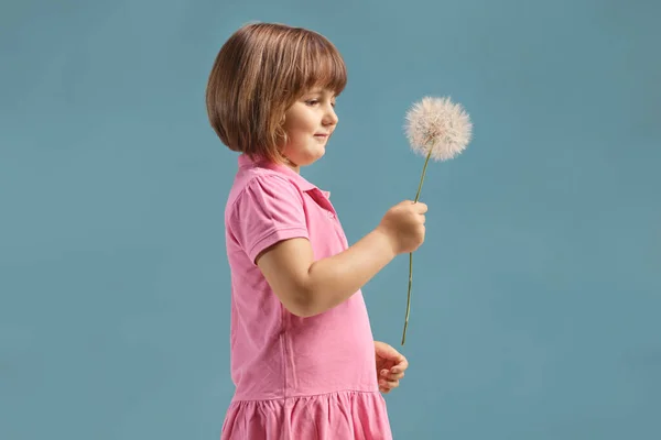 Profile Shot Cute Little Girl Holding Dandelion Isolated Blue Background — Fotografia de Stock