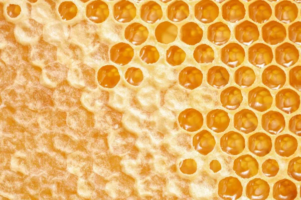 Close Shot Part Wax Honeycomb — Stockfoto