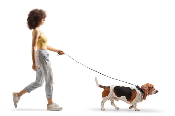Full Length Profile Shot Young Female Walking Basset Hound Dog — Stockfoto