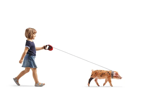 Full Length Profile Shot Little Girl Walking Pig Lead Isolated — Stock Photo, Image