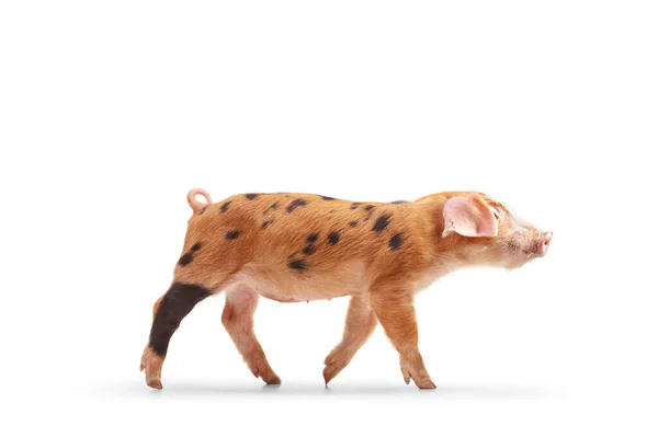 一个有黑斑的小猪在白色背景上独立行走的摄影棚照片 — 图库照片