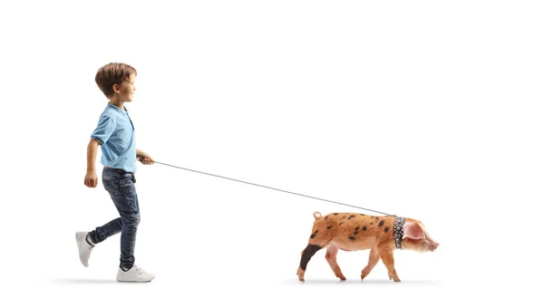 Full Length Profile Shot Boy Walking Piglet Lead Isolated White — Stock Photo, Image