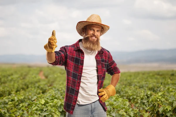 Happy Young Farmer Gloves Straw Hat Showing Thumbs Grapevine Field — Stock Photo, Image