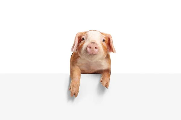 Funny Little Piglet Standing Blank White Panel Isolated White Background — Stock Photo, Image