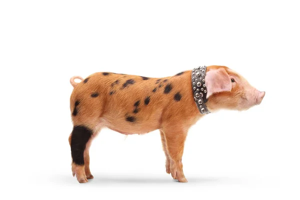 Linda Pequeña Mascota Cerdo Con Collar Tachonado Aislado Sobre Fondo —  Fotos de Stock