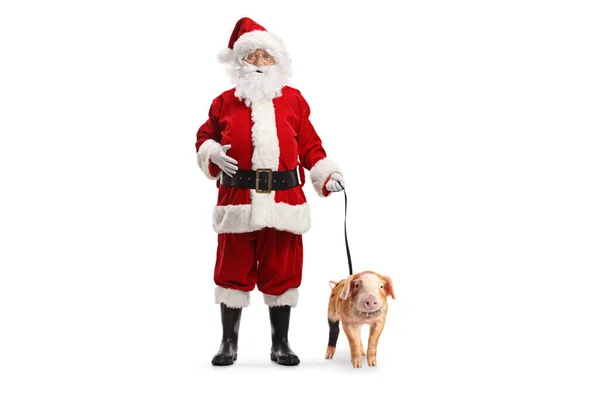Retrato Completo Santa Claus Con Lechón Sobre Plomo Aislado Sobre —  Fotos de Stock
