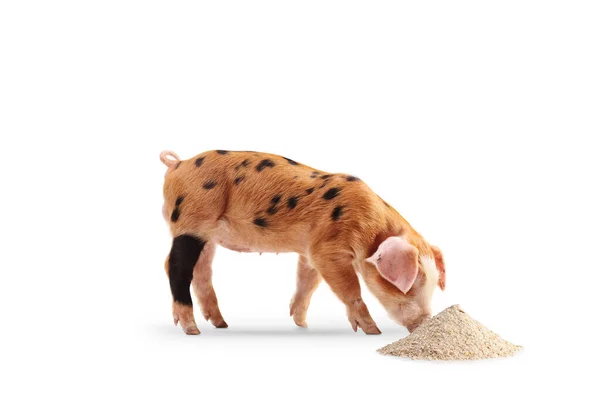 从白色背景中分离出来的一堆谷物牲畜食物中吃小猪 — 图库照片