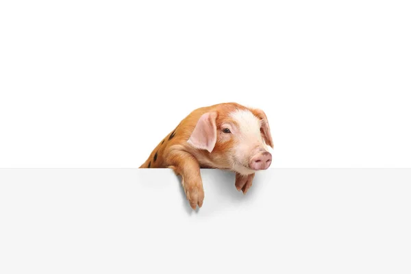 Pequeño Cerdo Asomándose Desde Panel Blanco Blanco Aislado Sobre Fondo —  Fotos de Stock
