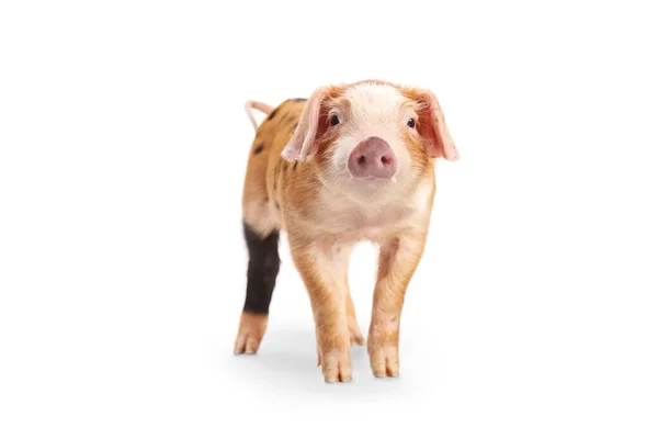 摄影棚拍摄到一只小猪看着白色背景下的相机 — 图库照片