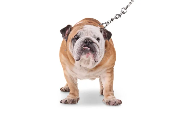 Studio Shot Van Een Bulldog Met Een Ketting Lood Geïsoleerd — Stockfoto