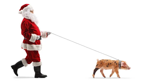 Санта Клаус Выгуливает Свинью Свинцу Изолированному Белом Фоне — стоковое фото