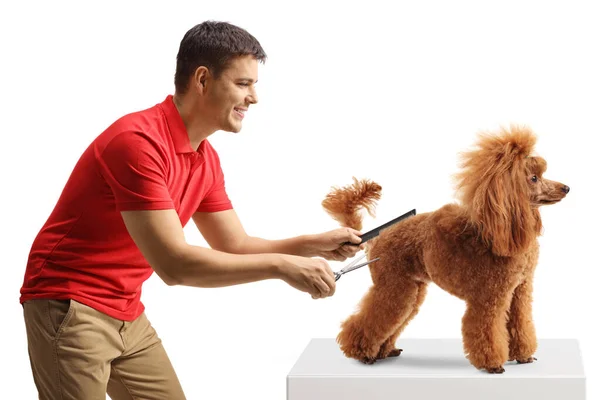 Man Holding Scissors Comb Grooming Red Poodle Dog Isolated White — Stock Photo, Image