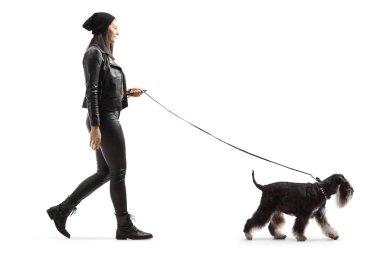Deri ceketli ve pantolonlu genç bir kadının beyaz arka planda izole edilmiş Schnauzer köpeğini gezdirişinin tam boy profil fotoğrafı.