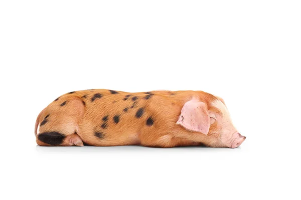 Petit Cochon Avec Des Taches Noires Dormant Isolé Sur Fond — Photo