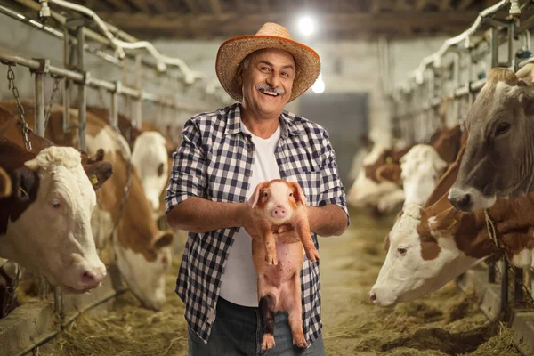 Érett Mezőgazdasági Termelő Aki Egy Állattenyésztő Gazdaságban Tart Egy Kismalacot — Stock Fotó