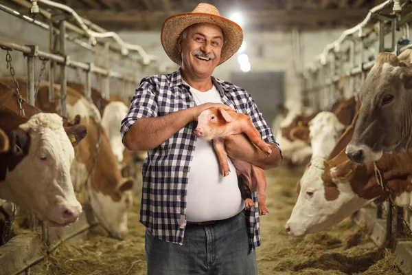 Agricultor Maduro Sosteniendo Pequeño Cerdo Una Granja Ganadera Con Vacas — Foto de Stock