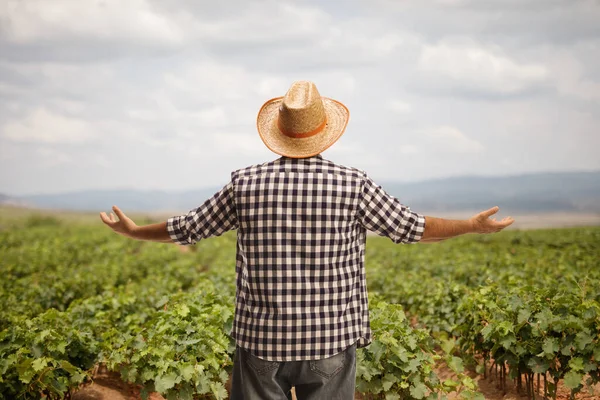 Вид Сзади Фермера Соломенной Шляпе Смотрящего Виноградное Поле — стоковое фото