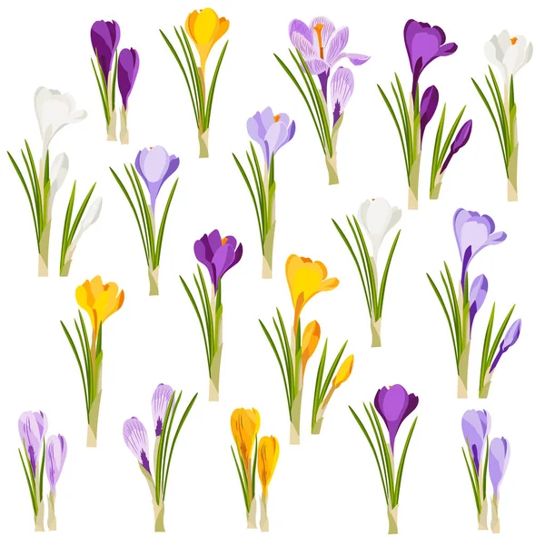 Ensemble Crocus Fleurs Printemps Jaune Blanc Violet Lilas Jardin Fleurs — Image vectorielle