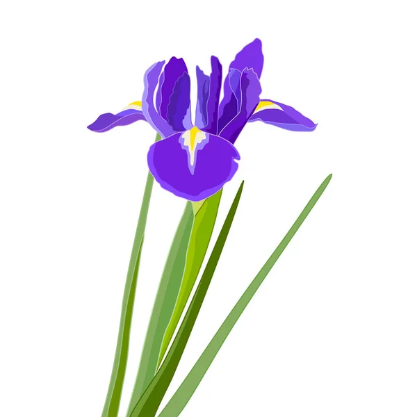 Iris Fleur Bleue Isoler Sur Fond Blanc Spring Flower Image — Image vectorielle