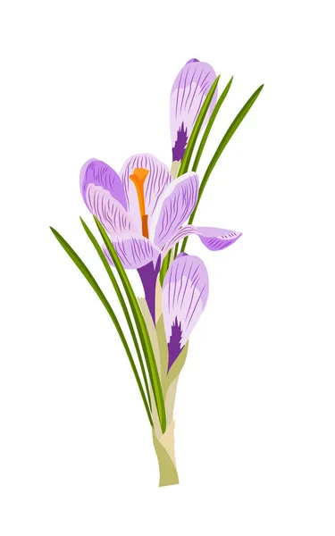 Fleur Crocus Violet Printemps Plante Solitaire Fleur Pour Jardin Image — Image vectorielle