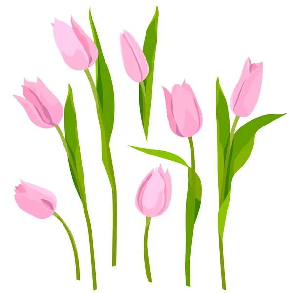 Les Tulipes Roses Isolent Sur Fond Blanc Pour Vos Cartes — Image vectorielle