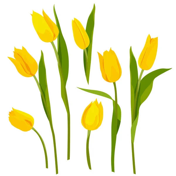 Tulipes Jaune Mis Isoler Sur Fond Blanc Pour Vos Cartes — Image vectorielle