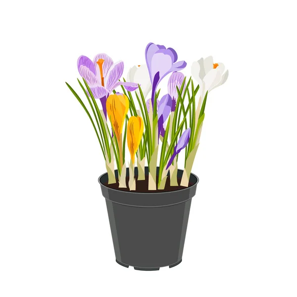 Frühlingsblumen Krokusse Einem Topf Blumen Für Den Garten Gelbe Weiße — Stockvektor
