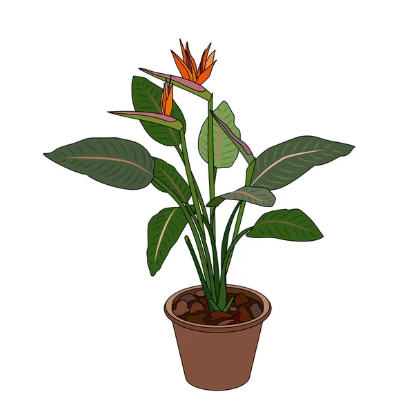 Tencerede Strelitzia. Beyaz zemin üzerinde vektör düz izole görüntü. Cennet 'in egzotik bitki kuşu. Sarı, yeşil yapraklı mavi çiçek. Strelitzia Çiçeği.