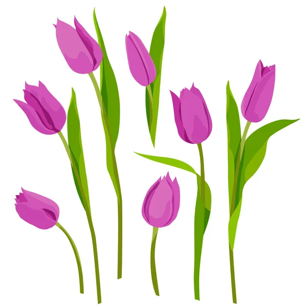 Tulipes Fuchsia Couleur Isoler Sur Fond Blanc Pour Vos Cartes — Image vectorielle