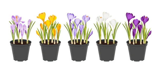 Crocuses Set Flores Primavera Macetas Jardín Amarillo Blanco Púrpura Lila — Vector de stock