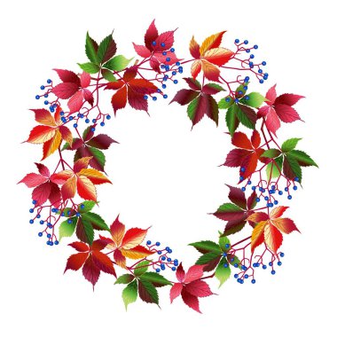 Sonbahar çelengi. Sonbahar dekoru asması. Kırmızı yapraklar ve yabani üzümlerin mavi meyveleri. Vektör resmi izole edildi.