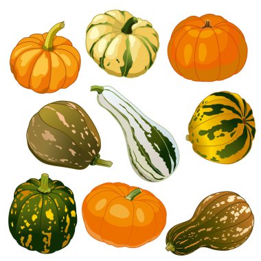 Pumpkins isolated on a white background. Autumn pumpkin fruits, Halloween holiday. Seamless different types of squash. Vector image.