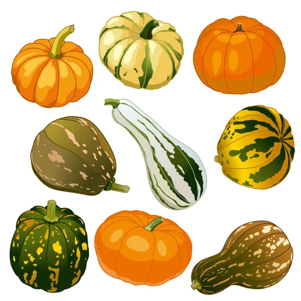Pumpkins isolated on a white background. Autumn pumpkin fruits, Halloween holiday. Seamless different types of squash. Vector image.