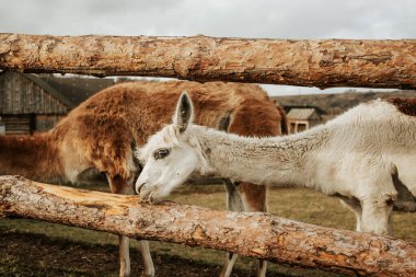 Çiftlikteki çitlerin arkasındaki beyaz ve kahverengi lama ya da alpakalar. Vahşi hayvanların portresi. Lipetsk, Rusya.