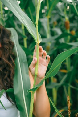 Delightful young woman in a white sundress in a field of green corn in the sunset light. Portrait of a beautiful model with dark long curly hair. Summer. Harvest. Eco. Bio.