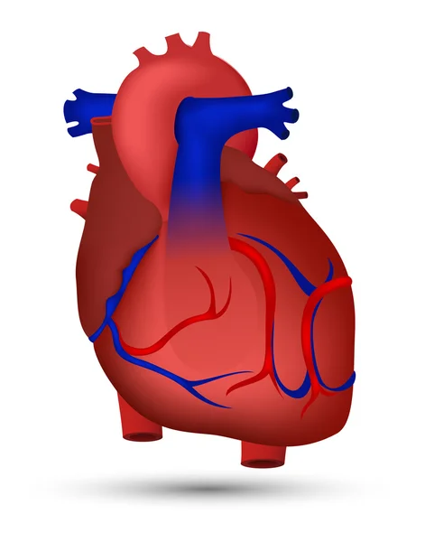 Corazón de humano — Vector de stock