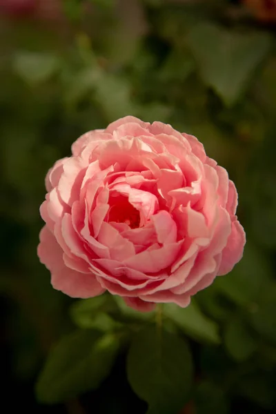 在绿色背景上的粉红玫瑰特写镜头 — 图库照片