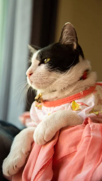Black White Cat Wearing Pink Dress Looking Forward — Stock Photo, Image